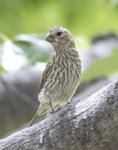 House Finch 9298